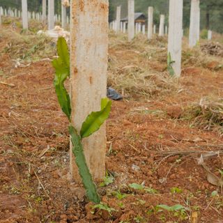 2017: Reise und Projektbericht - Loilem, Myanmar, Bild 12