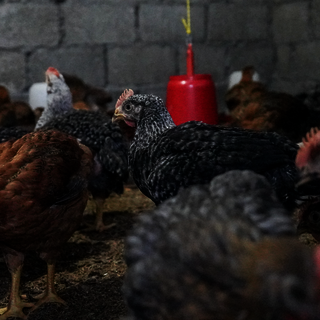 Projekt Tierzucht – Oktober 2024, Bild 1