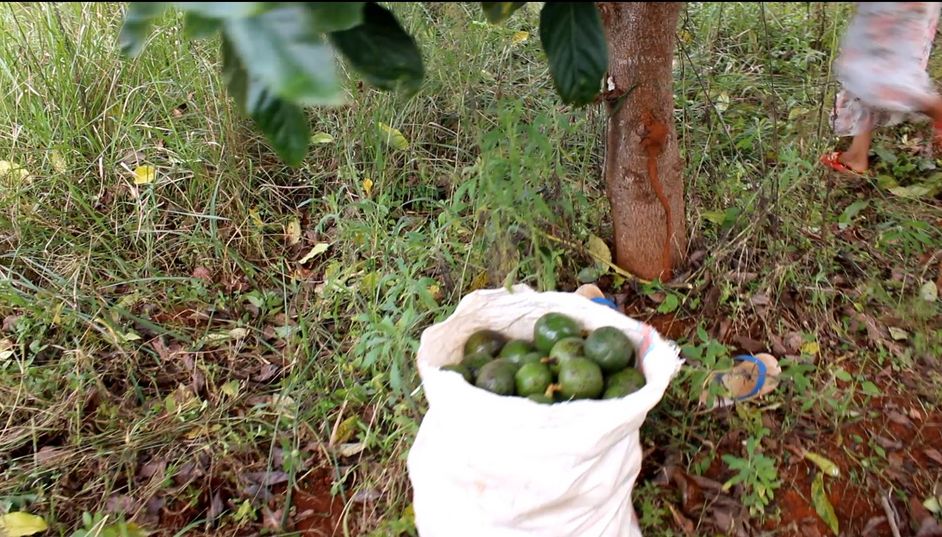 Harvest Time for Avocados